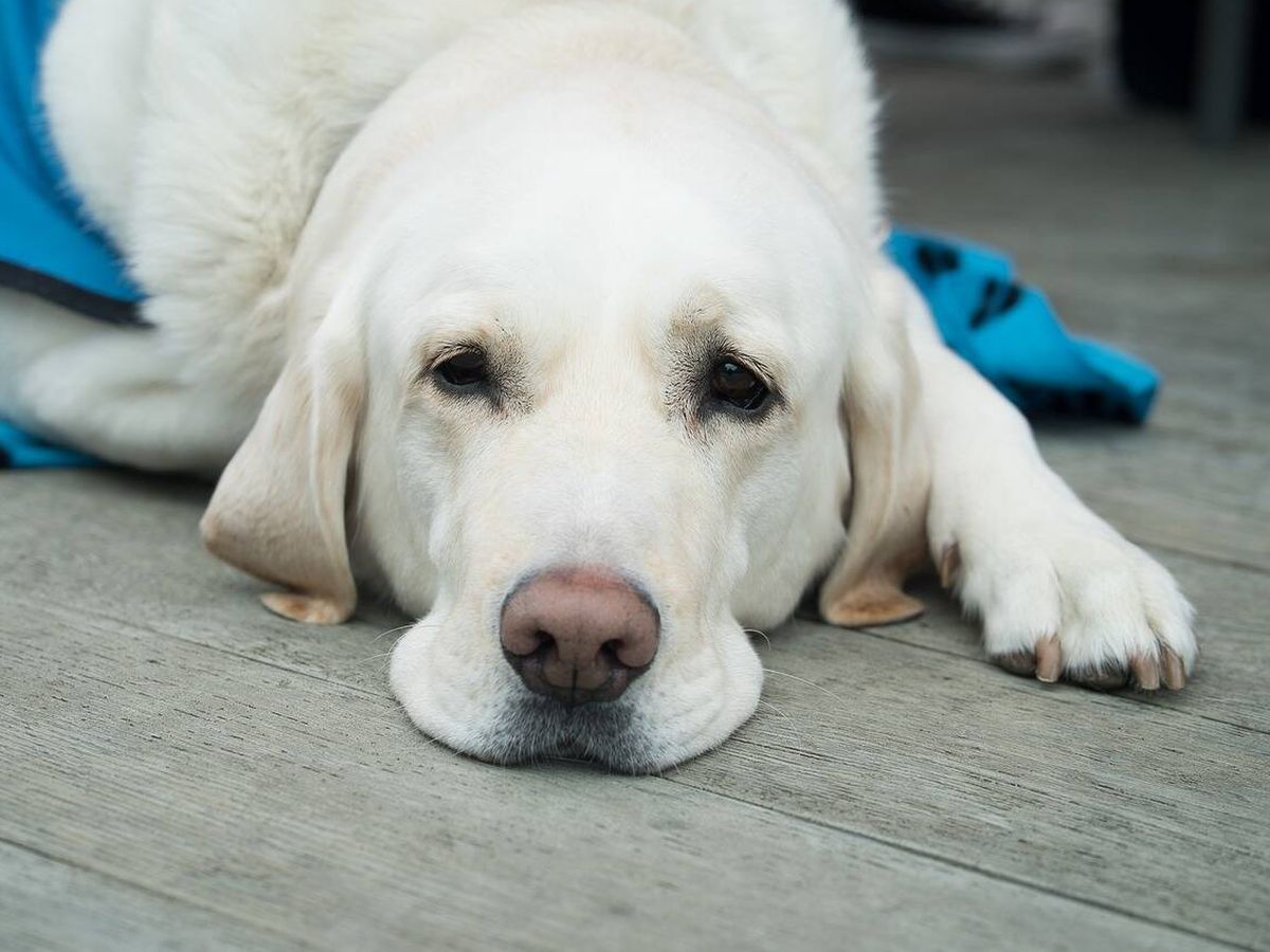 Los cambios de comportamiento en tu perro que podrían indicar sufre depresión