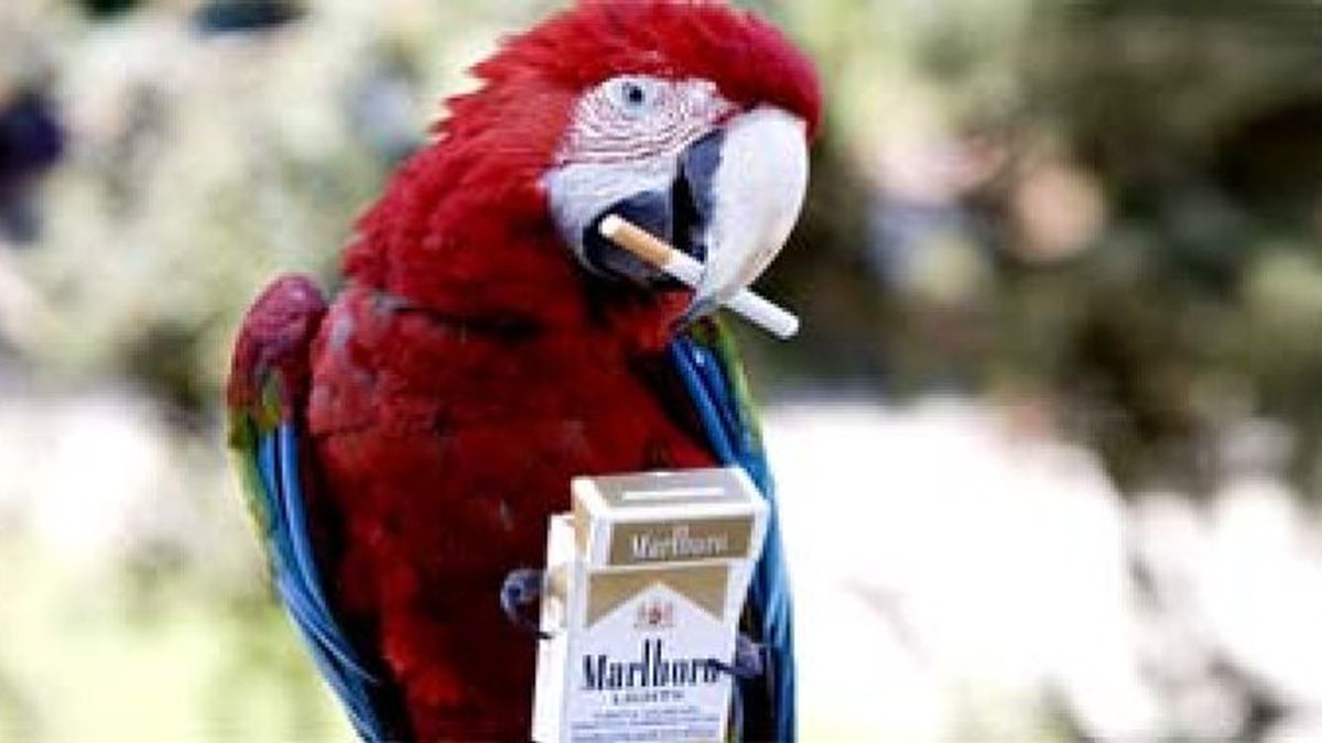Philip Morris sigue los pasos de Altadis y sube hasta 25 céntimos sus cigarrillos