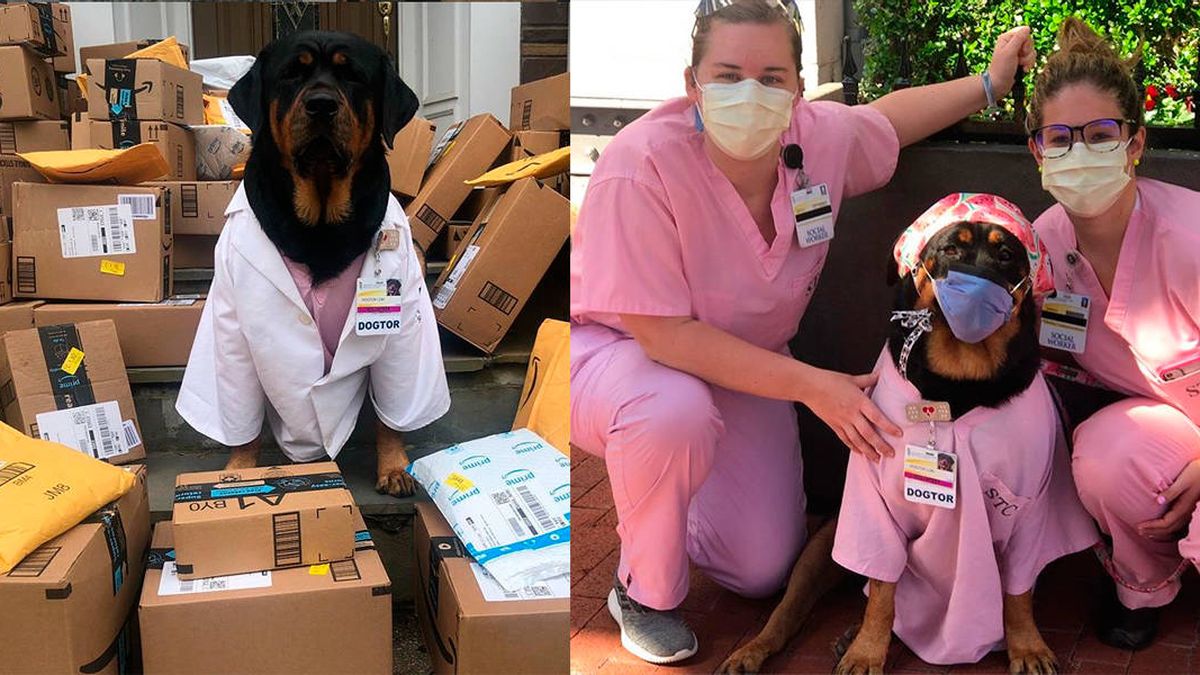 Loki, la perra de terapia que ayuda a los sanitarios durante la pandemia