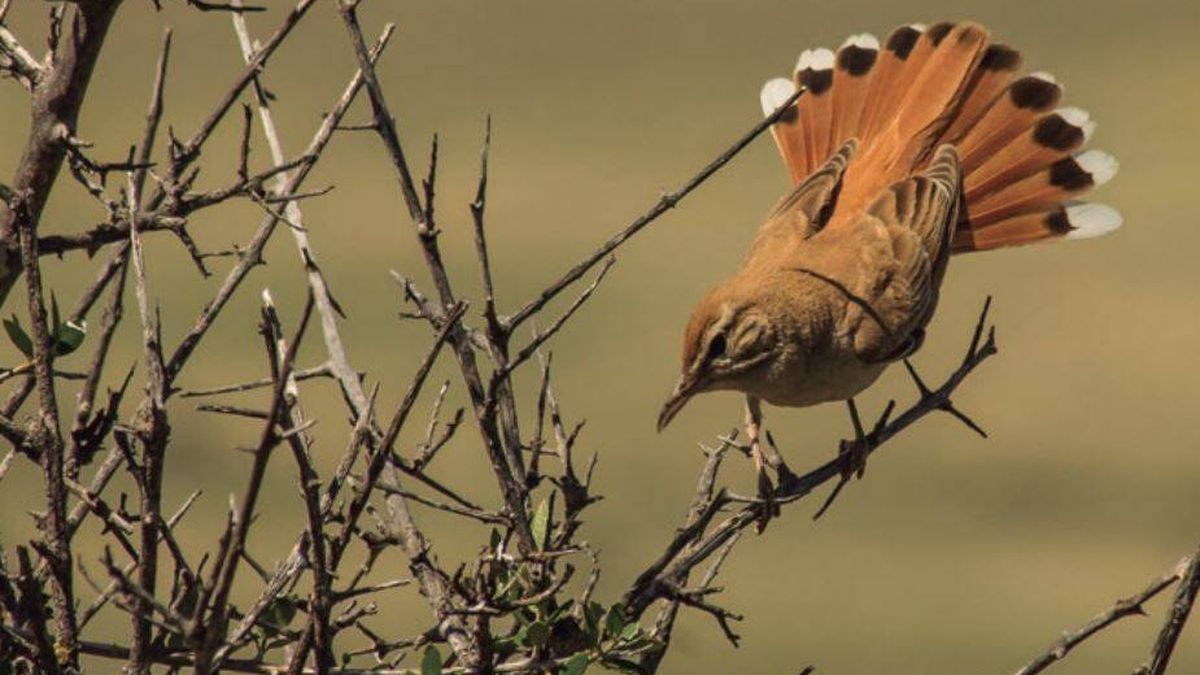 El alzacola rojizo, elegido ave del año 2022 por SEO/BirdLife
