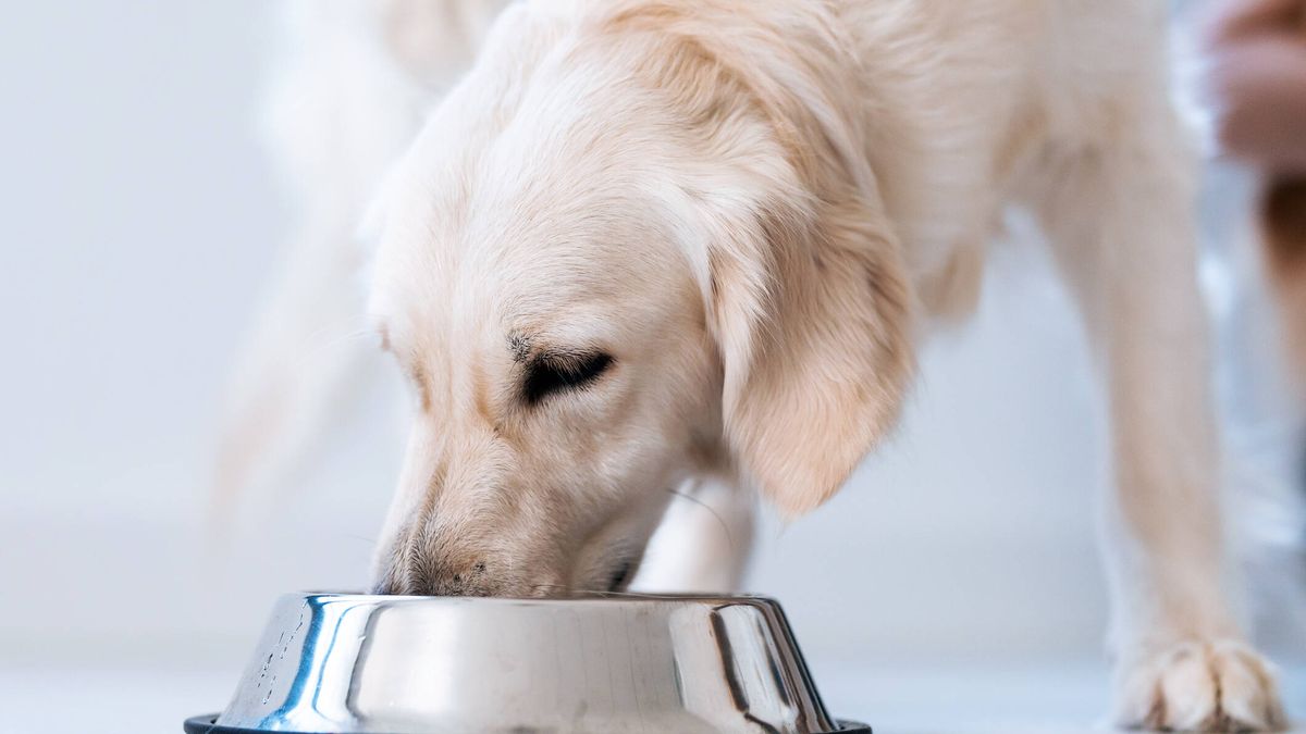 Los 5 peores alimentos para perros y los que peor les sientan