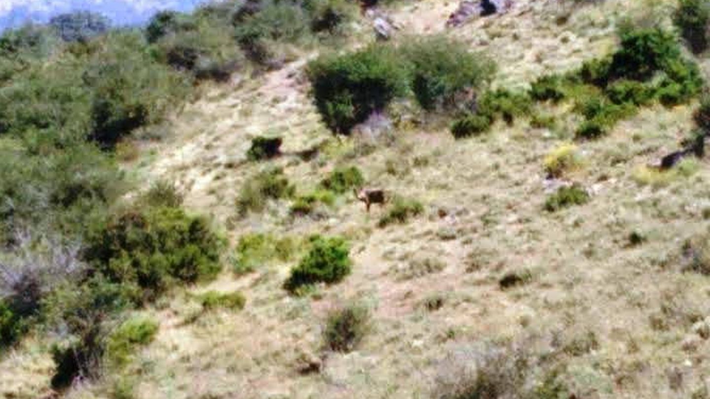 Foto de un lobo tomada por un ganadero en Prádena del Rincón.