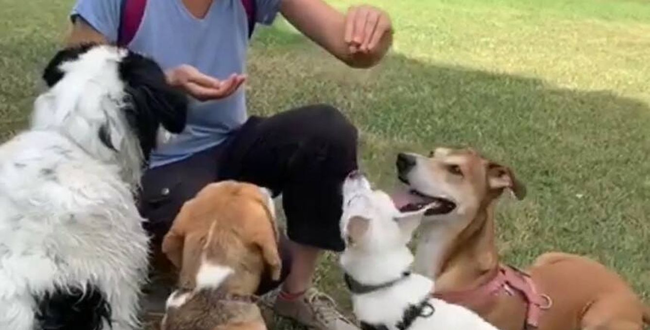 Un grupo de perros atentos de recibir su recompensa (cortesía Ío Almagro)