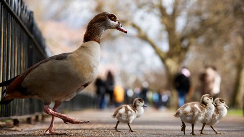 Gansos del Nilo atacando a patos en Madrid: hay una nueva especie invasora conquistando España