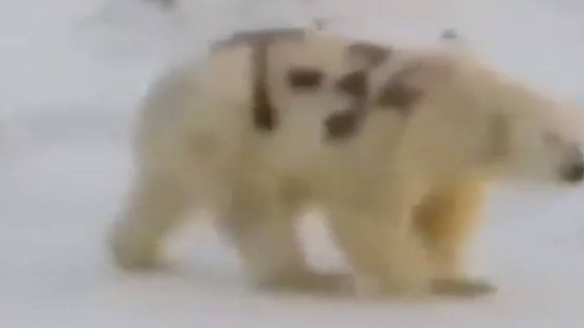 T-34, el misterioso mensaje pintado en un oso polar que puede ser su trampa mortal