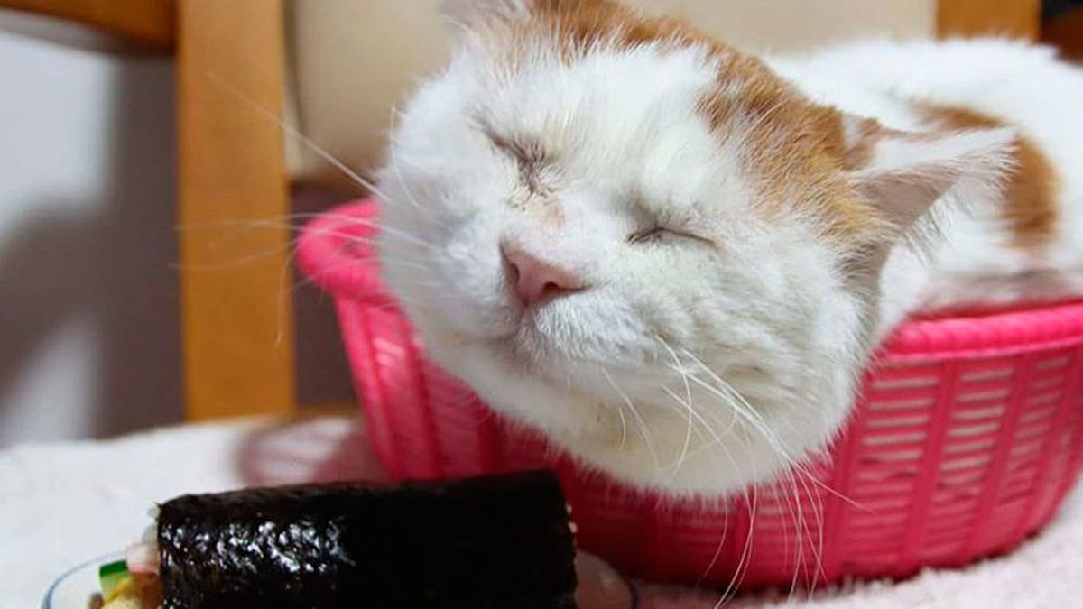 Muere Shiro, el gato más tranquilo y relajado del mundo