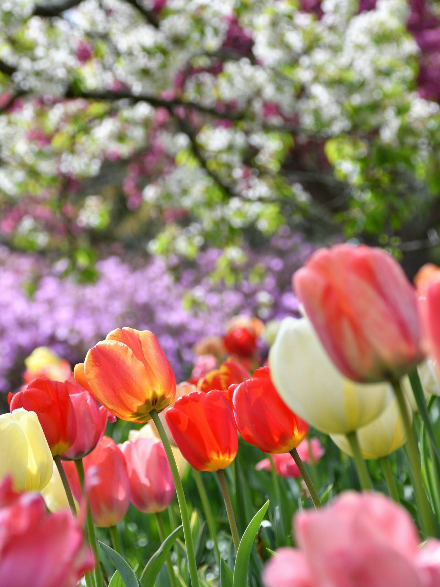 La amapola florece en primavera. (Unsplash/Ali G Rashidi)
