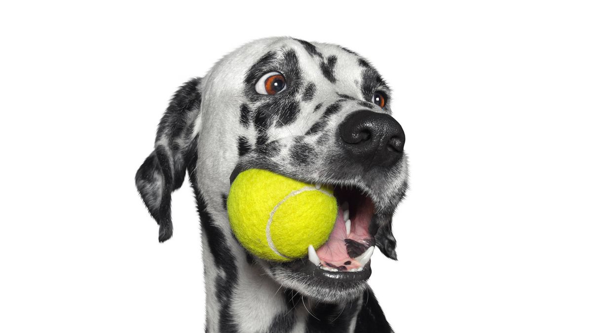 Los motivos por los que tu perro no debería jugar con pelotas de tenis