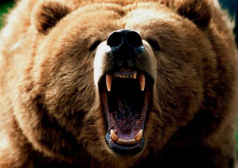 Foto: Los osos representan a los inversores bajistas