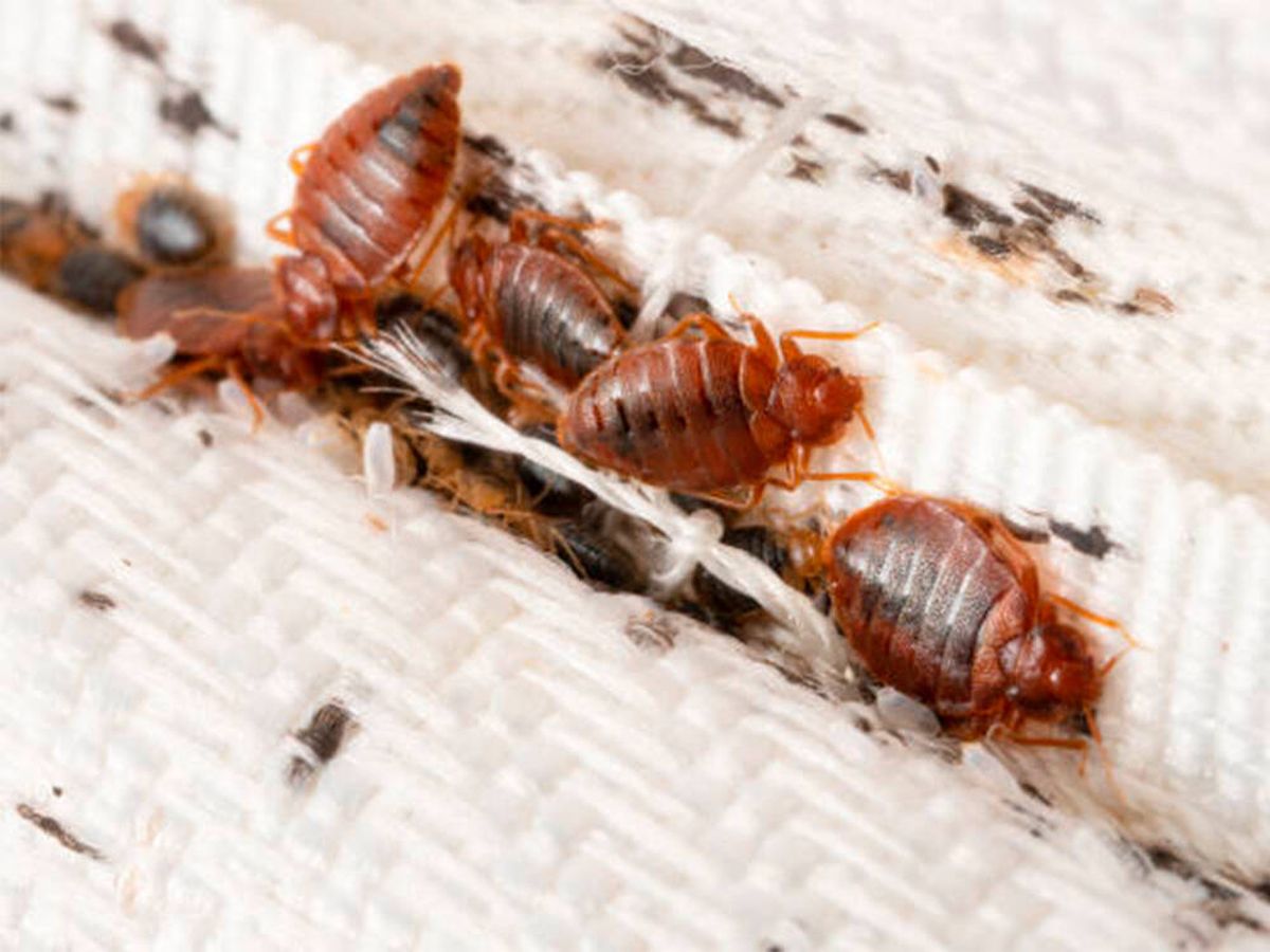 Foto: Por qué hay una alerta de chinches en España y en qué se diferencian de las pulgas. (iStock)