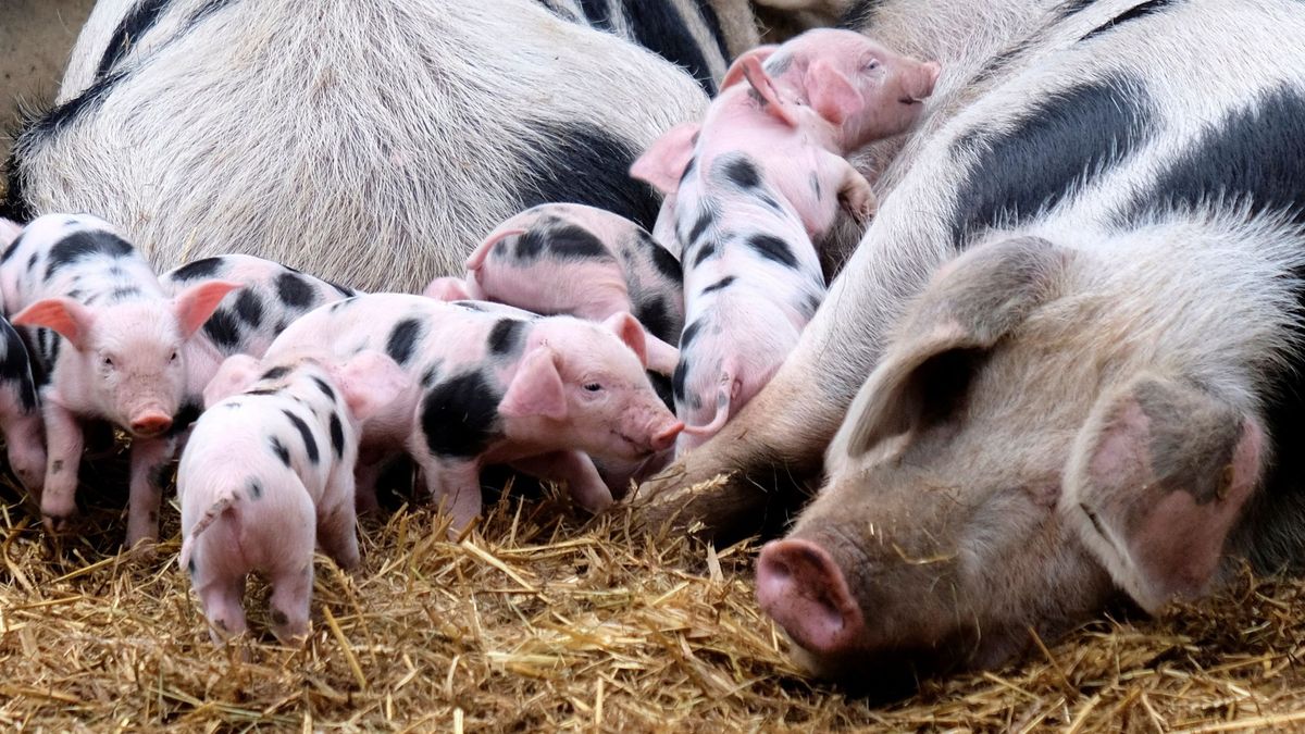 Filipinas confirma los primeros casos de peste porcina en el país