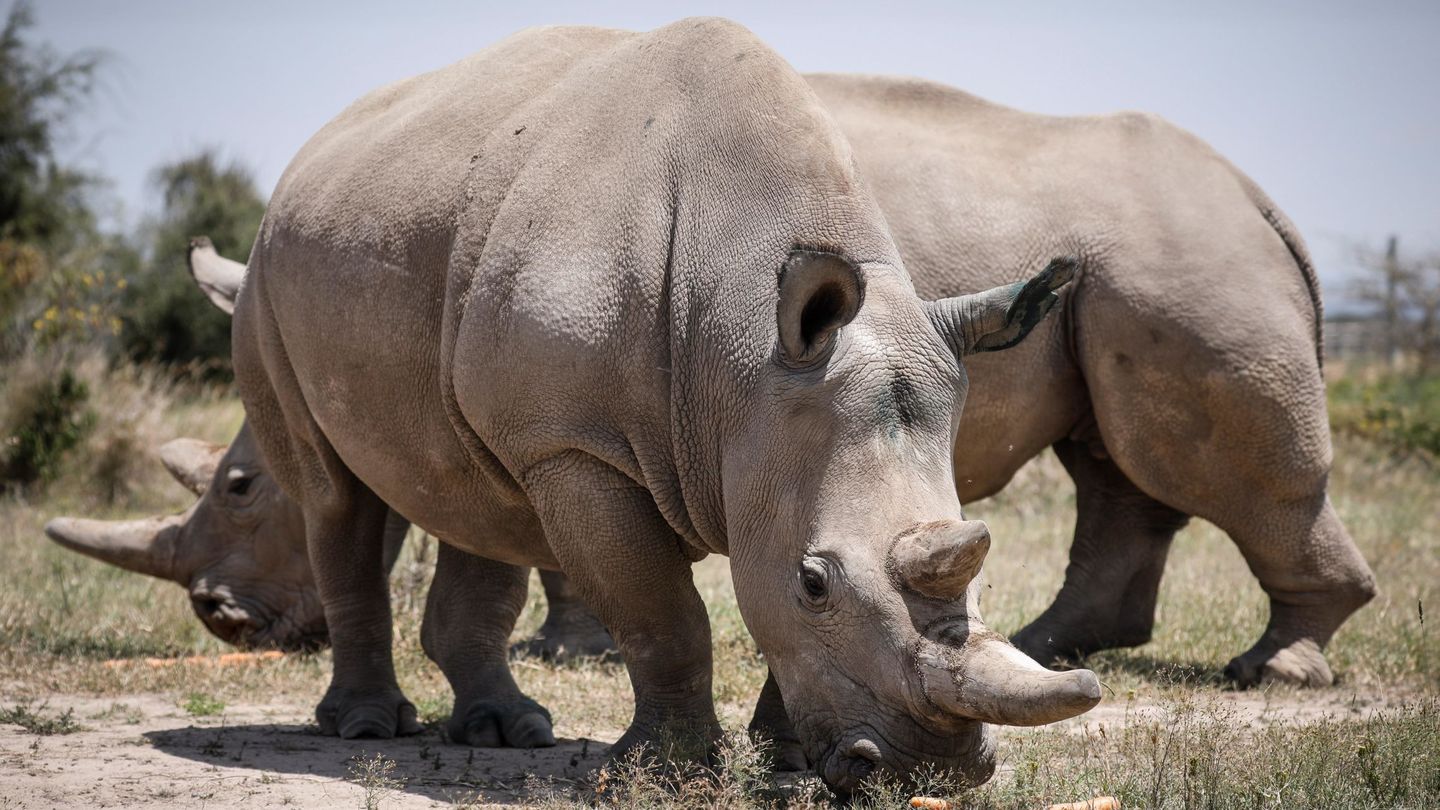 Fatu (derecha) y Najin (L), los dos últimos rinocerontes blancos del mundo, en la reserva de Kenia donde viven vigilados las 24 horas del día. (Reuters)