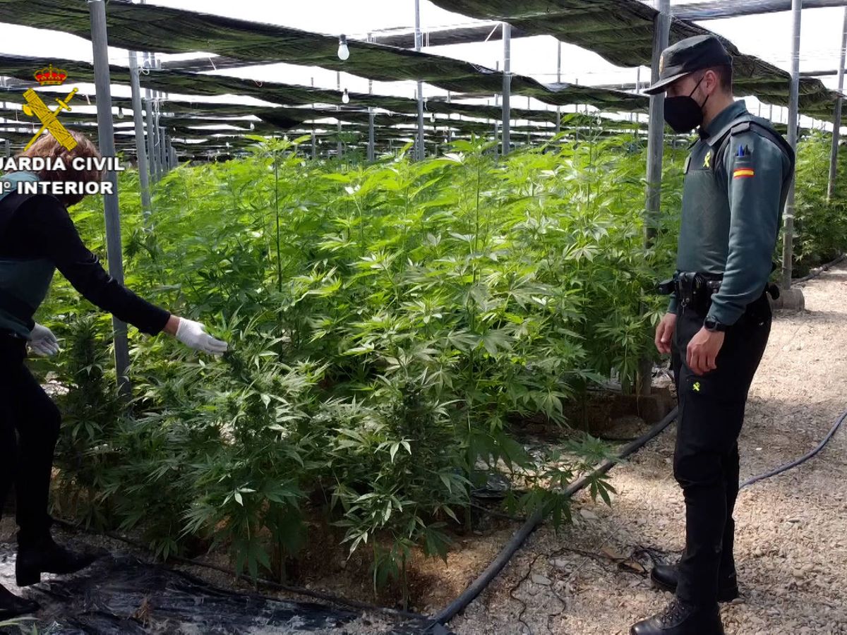 Foto: Plantación de marihuana en El Ejido, Almería. (Guardia Civil)