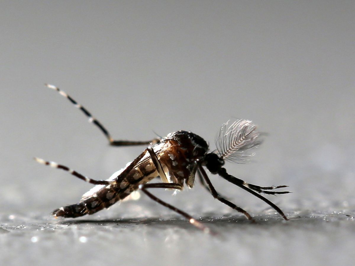 Foto: Mosquito Aedes aegypti. Foto: REUTERS Paulo Whitaker File Photo