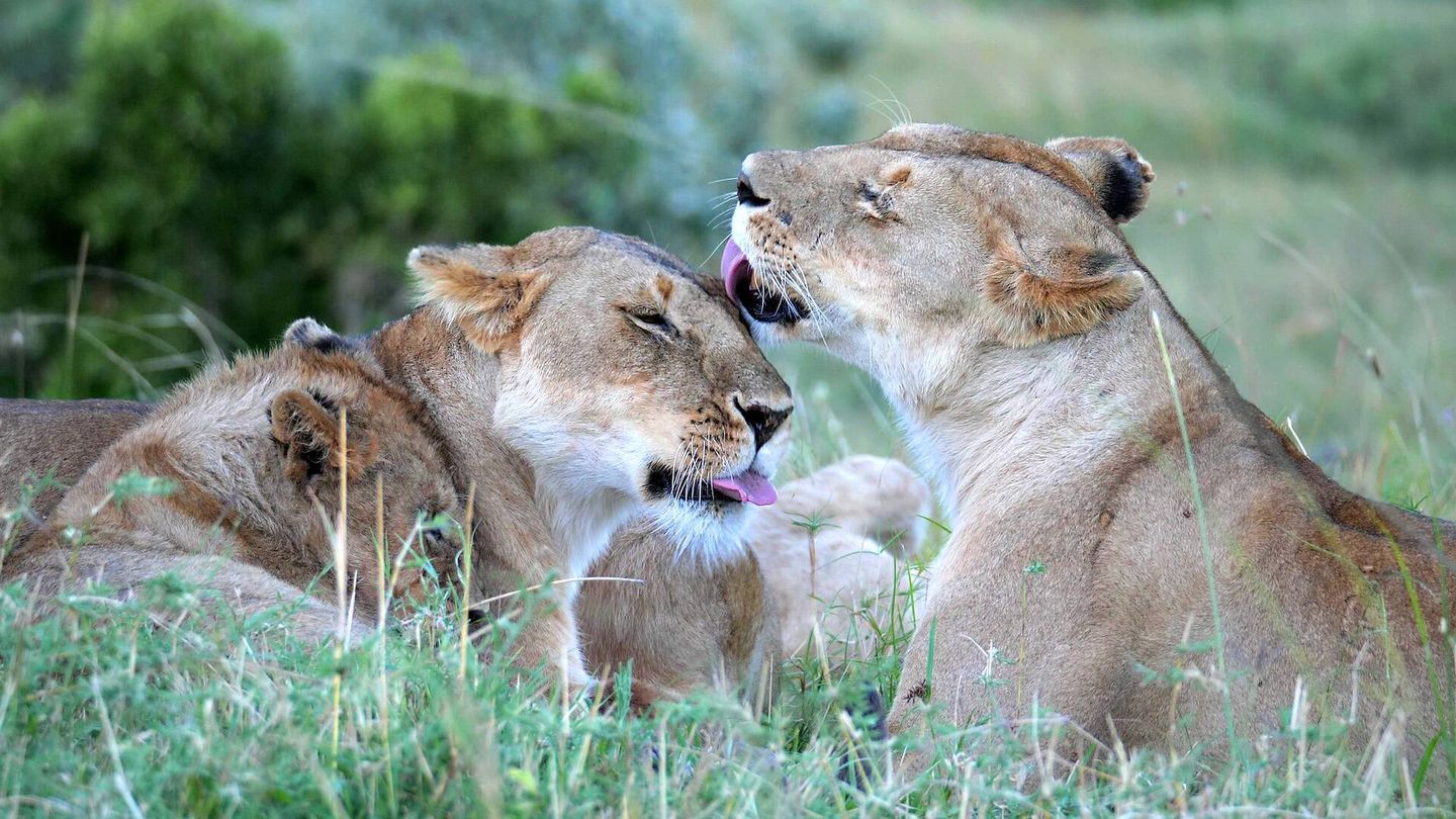 Los leones son los únicos felinos que viven en manadas. (Andoni Canela)