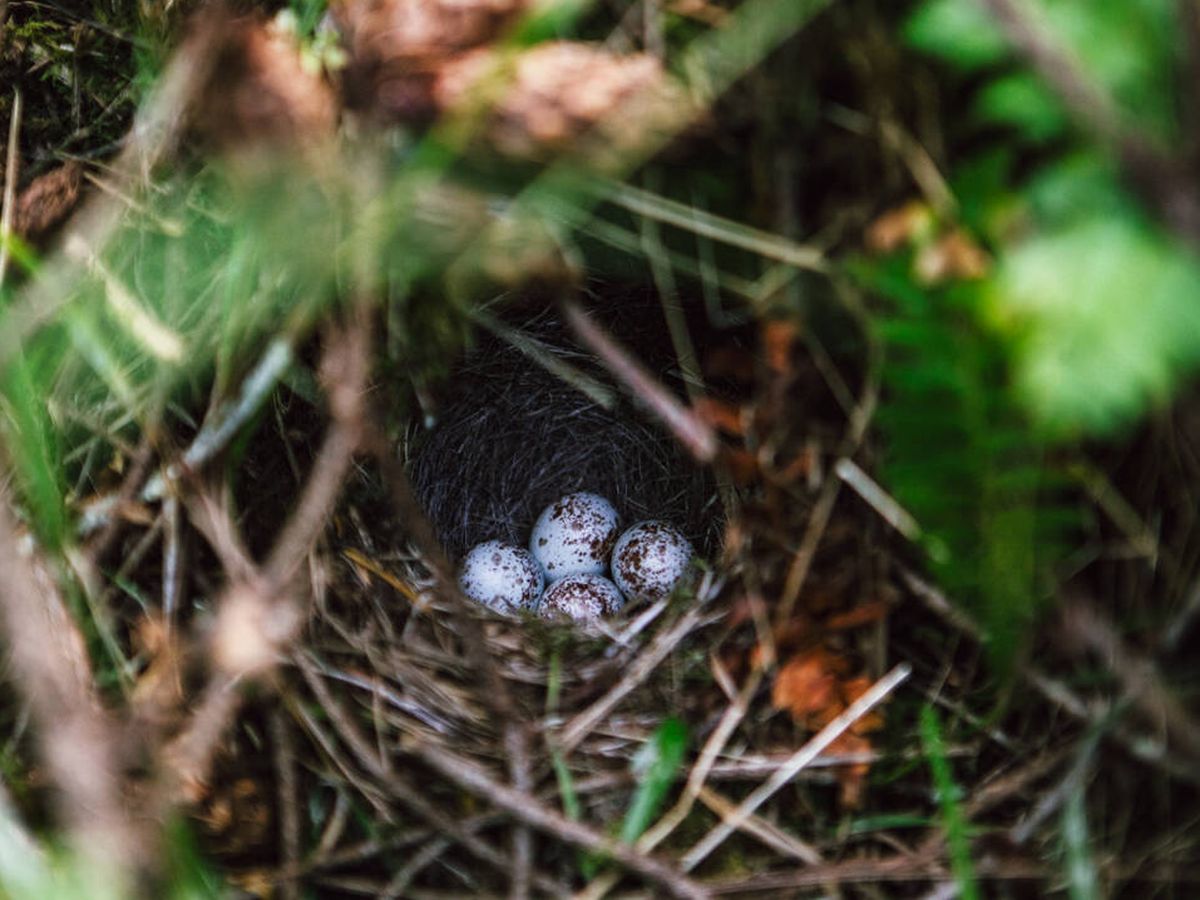 Foto: Algunas aves ponen sus nidos en setos, a nivel del suelo. (iStock)