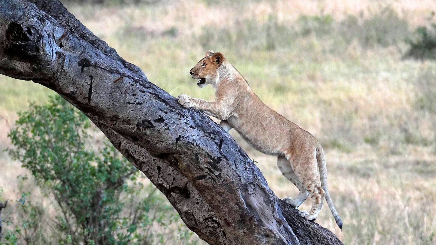 Una cría de león escalando un árbol. (Andoni Canela)