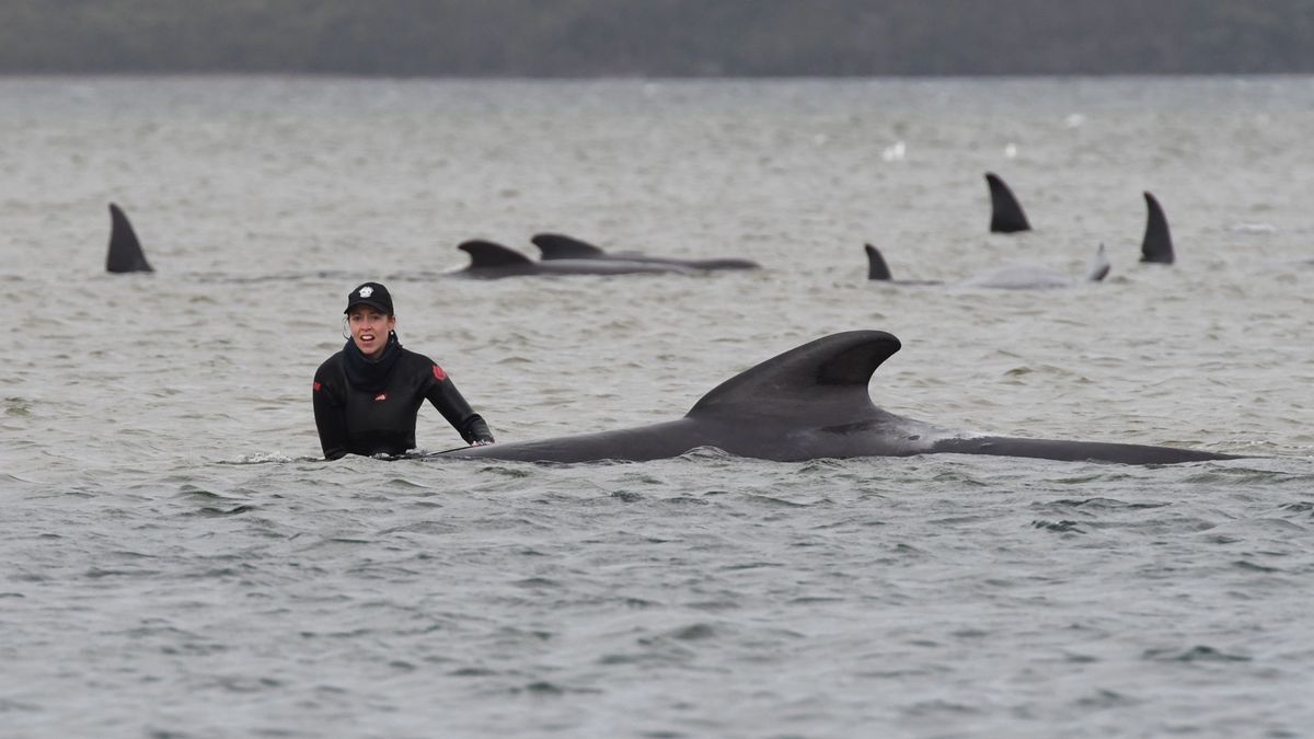 Al menos 90 ballenas mueren tras haberse quedado varadas en una playa australiana