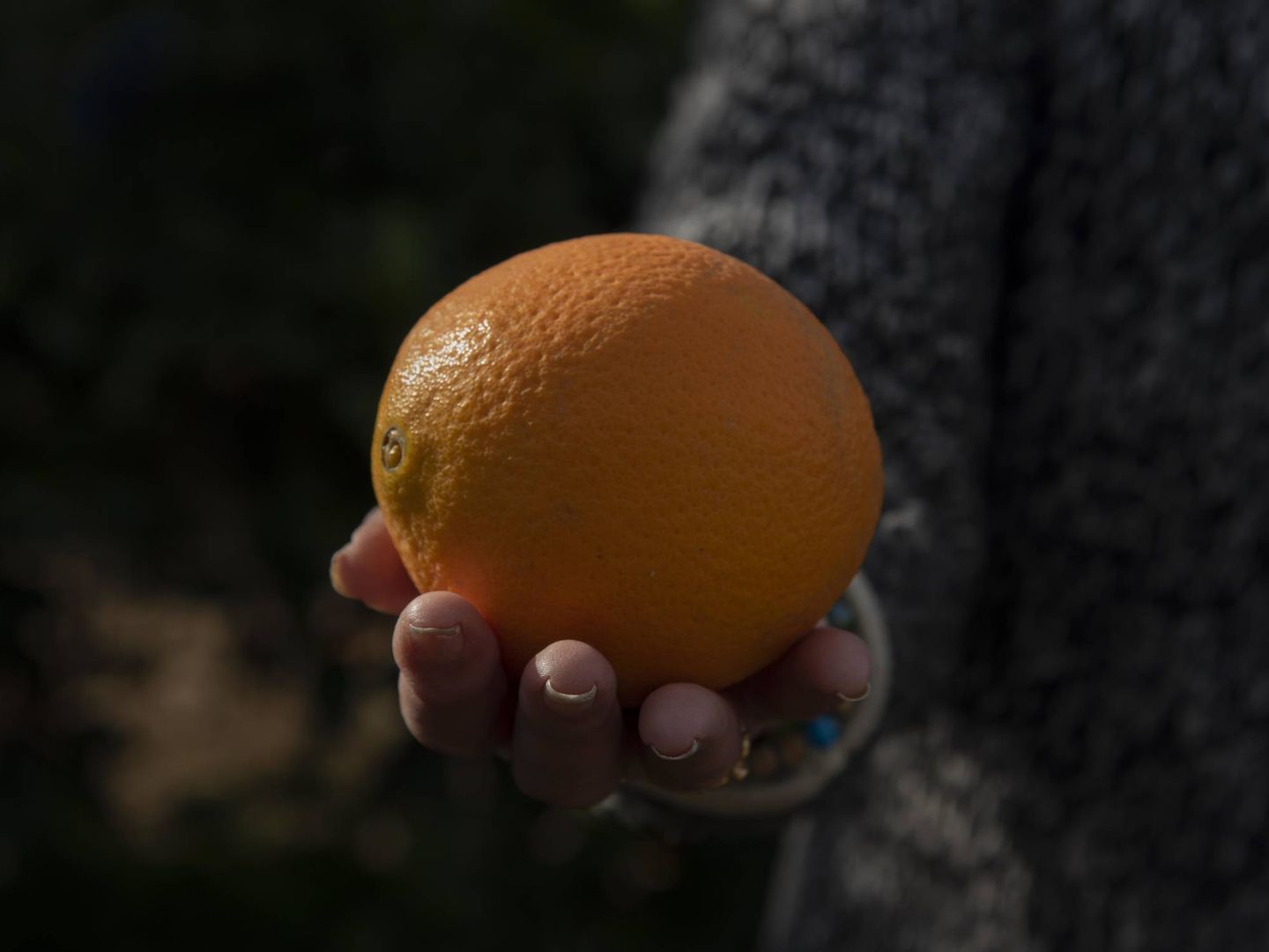 Una naranja de las plantaciones de Vega Mestanza. (Toñi Guerrero)