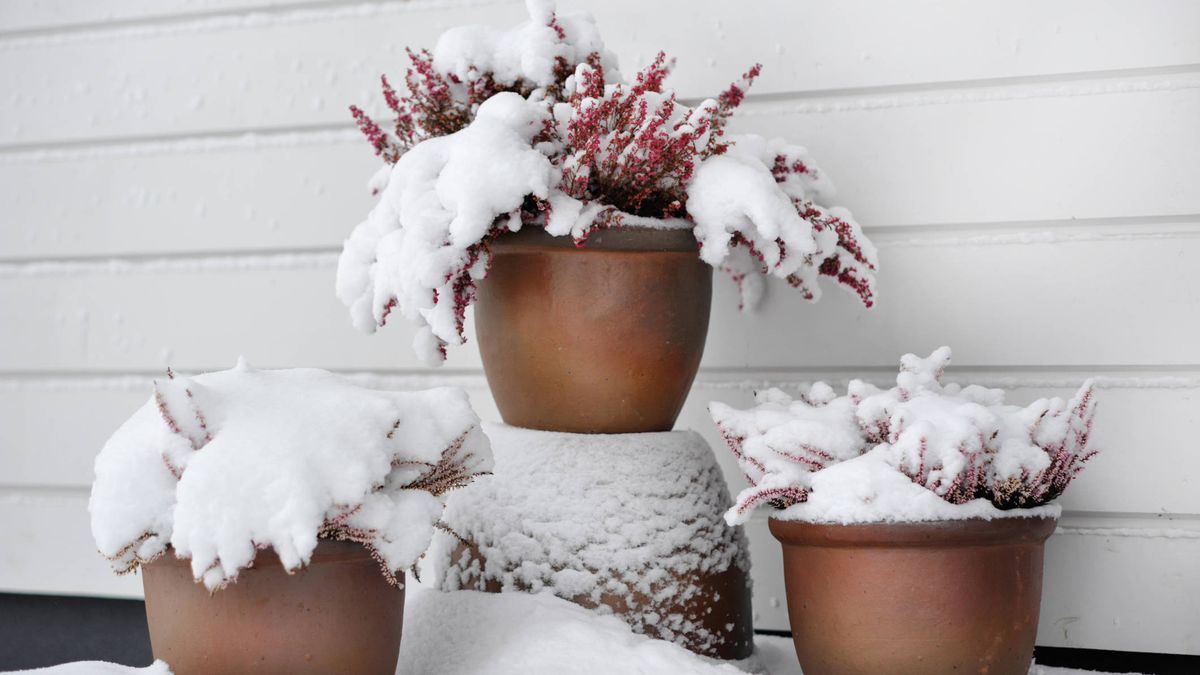 Consejos para proteger tus plantas de la nieve y las heladas