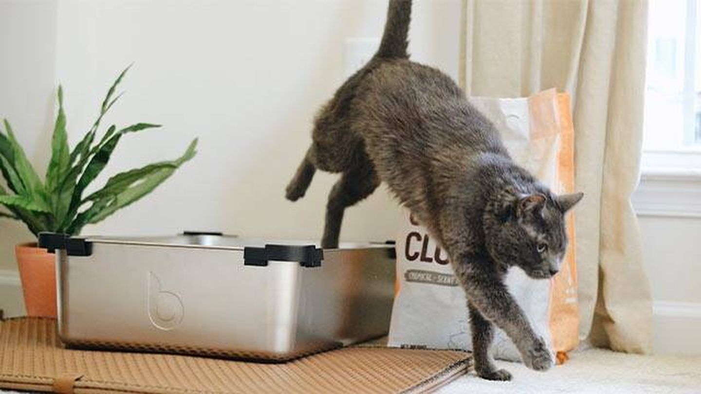 Mantener limpio el arenero de tu gato le evitará enfermedades(Unsplash/Litter Robot)