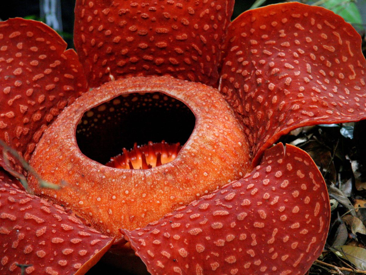 Foto: Rafflesia