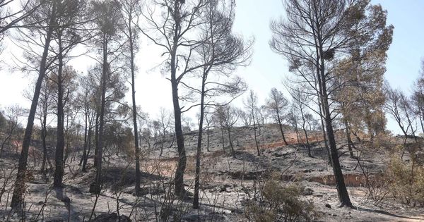 Foto: El fuego de la Ribera d'Ebre sigue sin control tras afectar 6.500 hectáreas. (EFE)