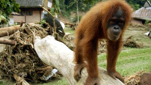 Ya no es sólo el aceite de palma: la nueva amenaza para los orangutanes somos los turistas