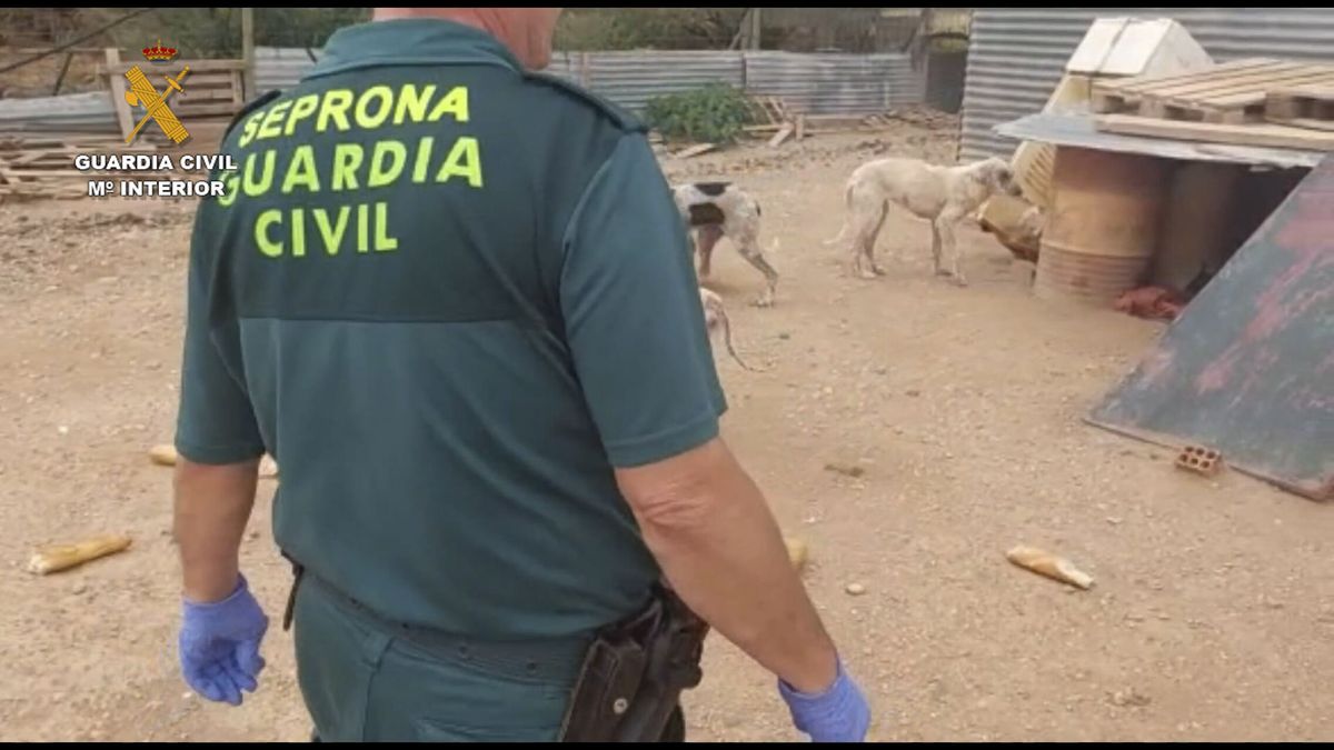 1.111 perros mutilados en Andalucía lleva a una amplia investigación de más de 50 sospechosos