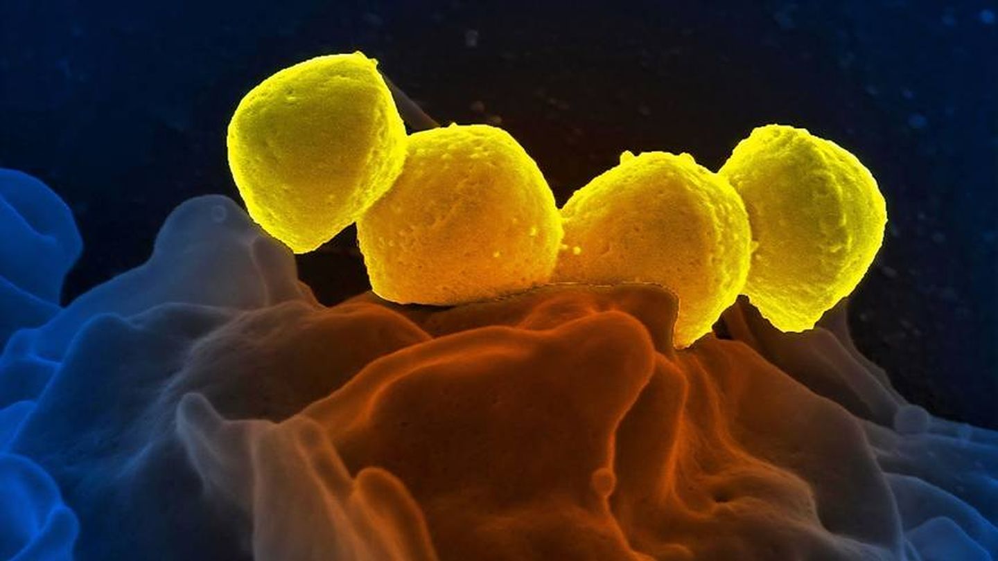 Bacterias resistentes al antibiótico. (CDC, Unsplash)