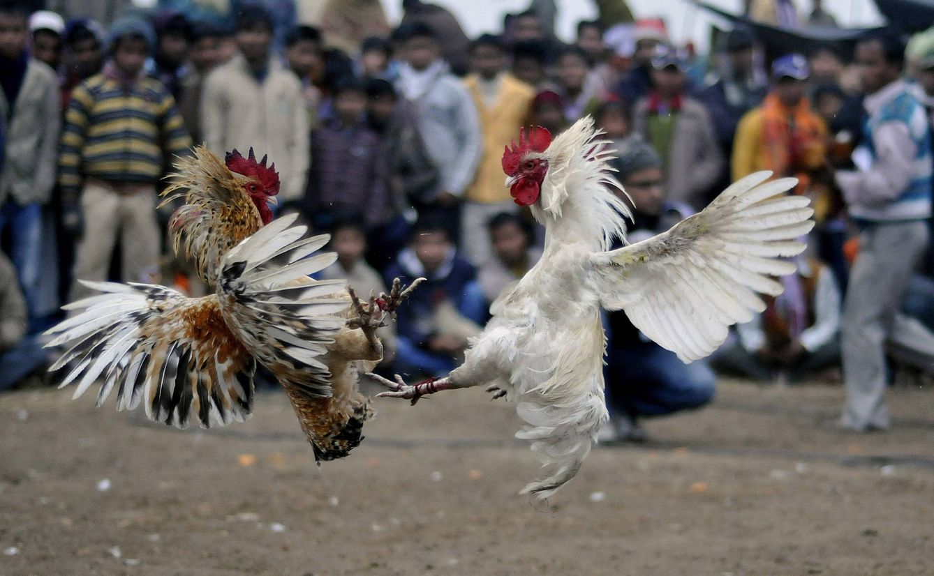 En España las peleas de gallos están prohibidas, a excepción de Canarias y Andalucía. (EFE)