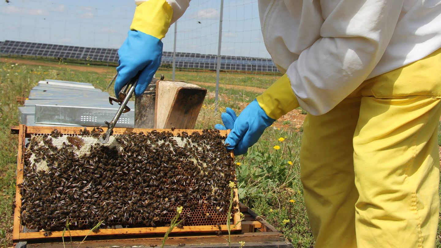 Esta es la primera iniciativa comercial en España de producción de miel solar en el interior de una planta fotovoltaica a través de apicultores locales. (Cedida)