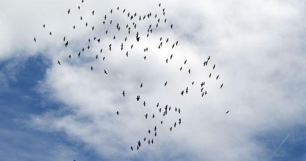 Foto: Los pájaros de este pueblo de Minnesota se comportan de forma extraña (EFE/Juan Carlos Gomi)