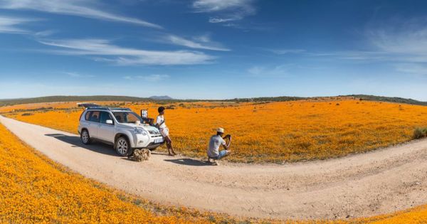 Foto: En Sudáfrica por estas fechas crecen flores en el desierto. (Turismo Sudáfrica)