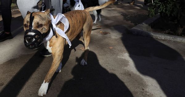 Foto: Los pitbull deben llevar bozal al estar considerados perros potencialmente peligrosos (EFE/Ballesteros)