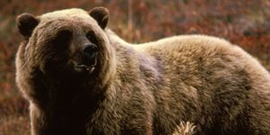 El oso que llegó al Parlamento de Asturias