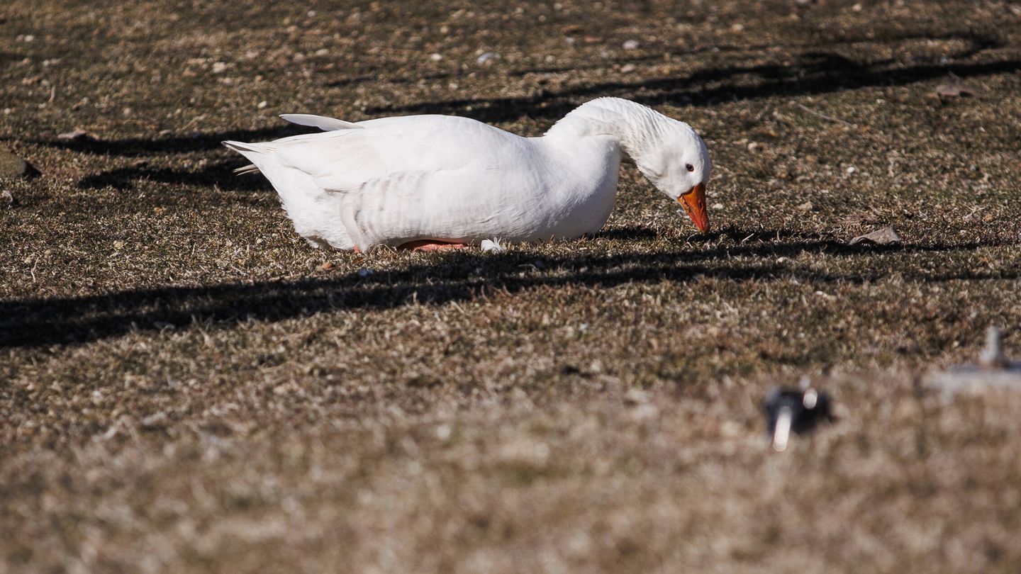 Un ganso blanco probablemente enfermo, en la laguna de El Bohodón. (Alejandro Martínez Vélez)