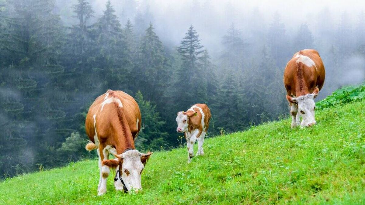 ¿Crisis láctea? El calor extremo y la sequía estresan a las vacas y minimizan su leche 