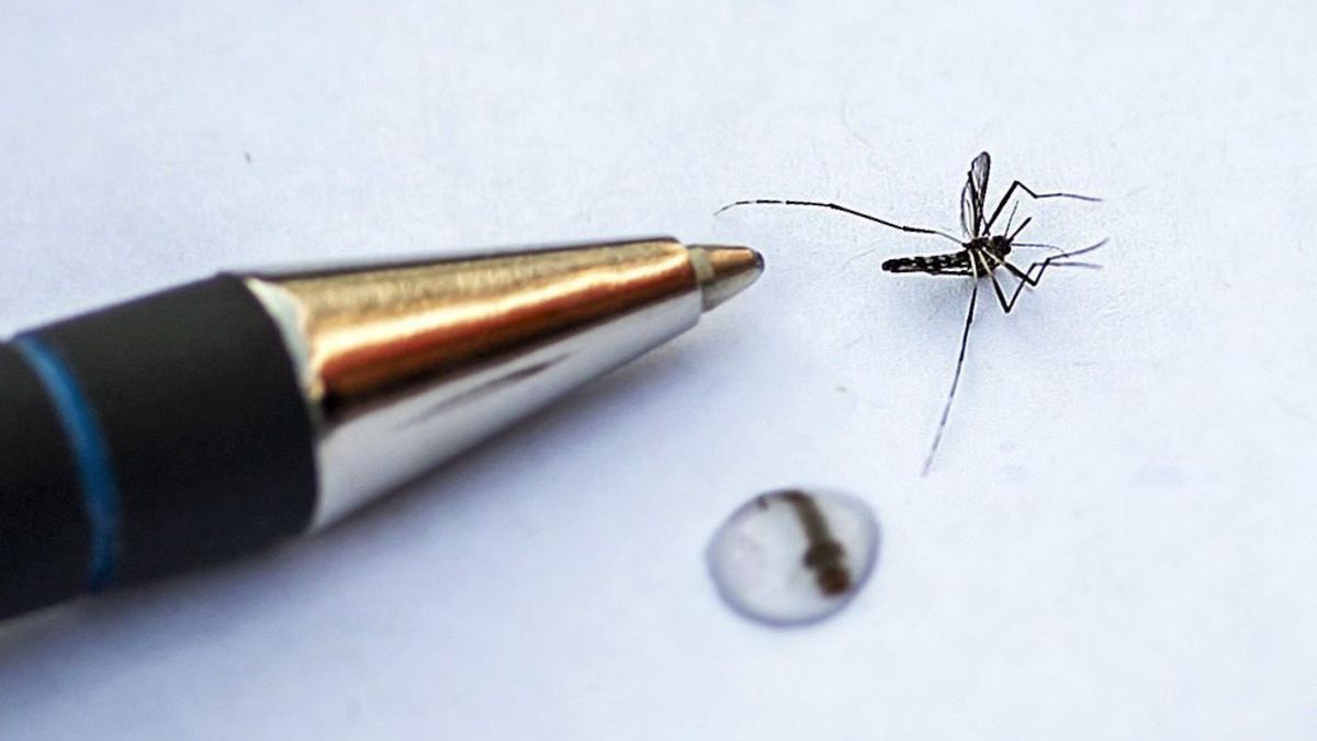 Sanidad confirma dos casos de dengue contraído en España, ya dados de alta