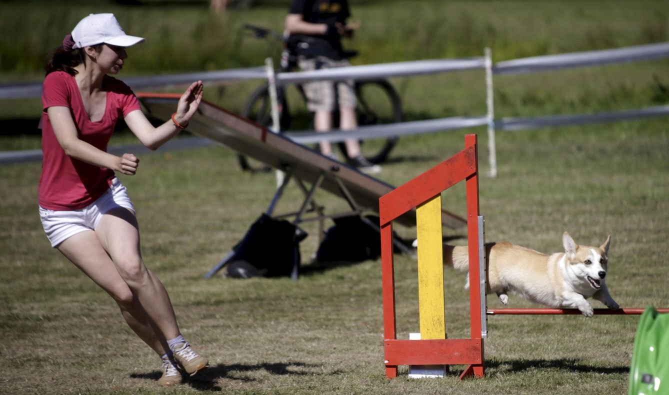 Imagen de una competición de 'agility' (Reuters)
