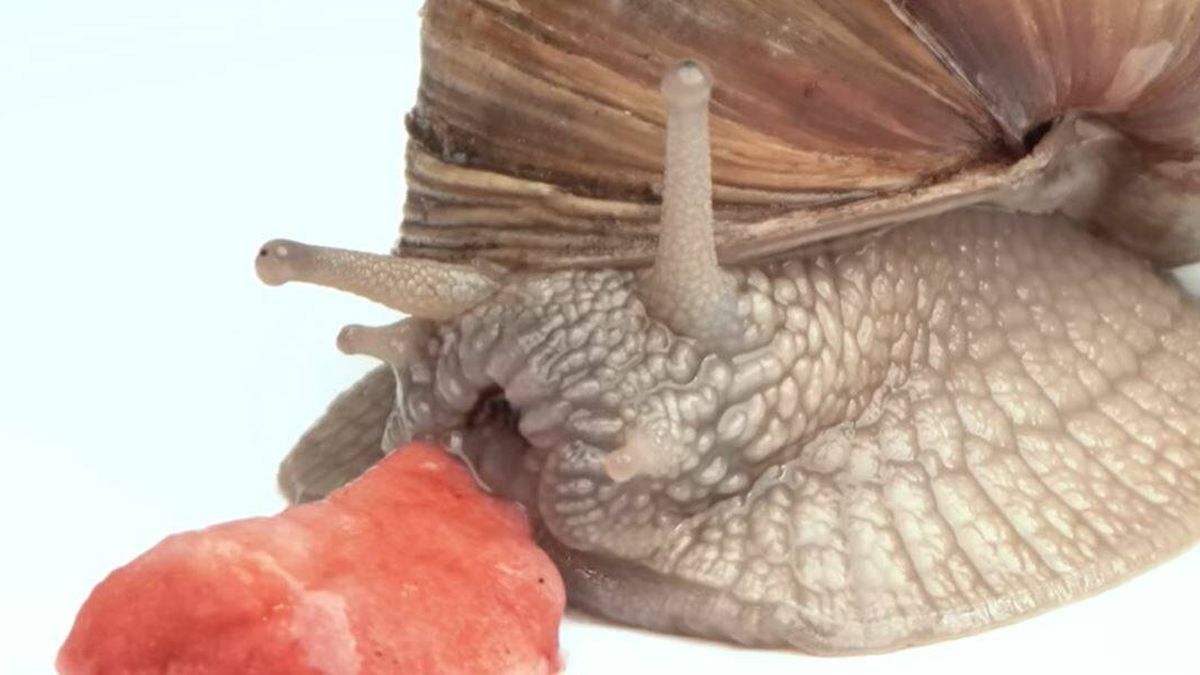 Por fin puedes experimentar la extraña sensación de ver a un caracol comiendo fruta desde muy cerca