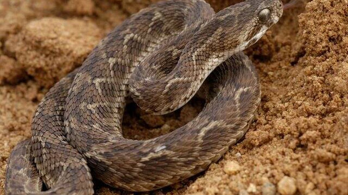 Encuentran en Reino Unido una serpiente viva en un paquete que venía de India