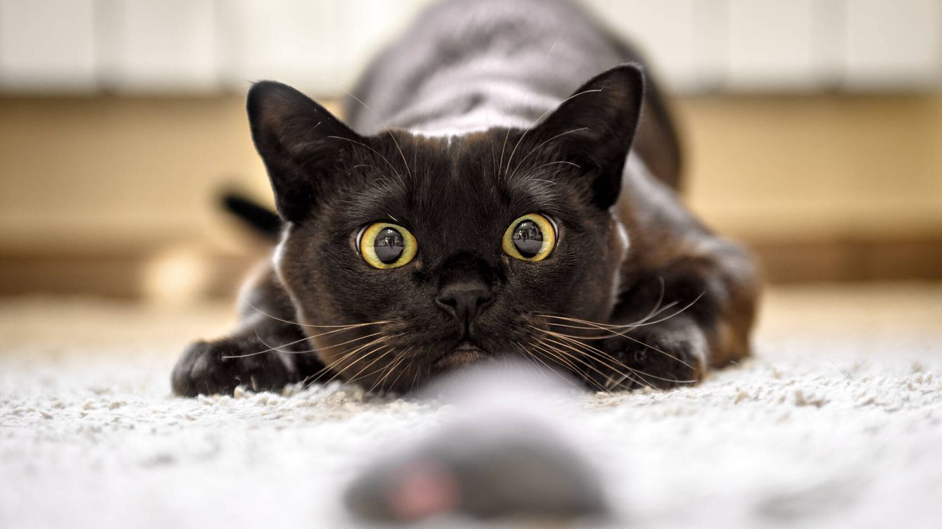 Tu gato se sabe su nombre y también recuerda el tuyo, según un estudio japonés