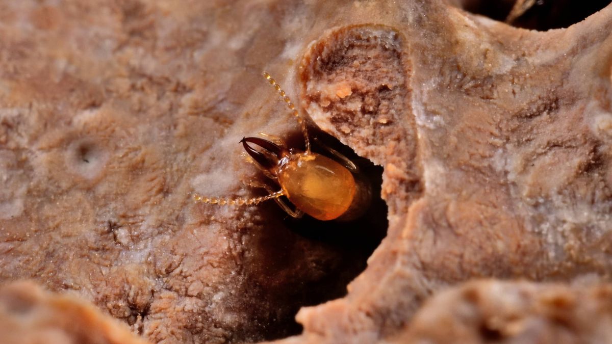 La invasión de las termitas: por qué se van a multiplicar y van a cambiar el planeta