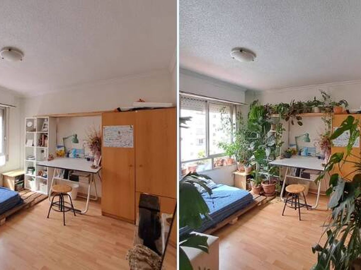 Foto: Cambia totalmente la decoración de su habitación con estas plantas pero los usuarios de Twitter le avisan de un peligro del que no se había dado cuenta.(Twitter)