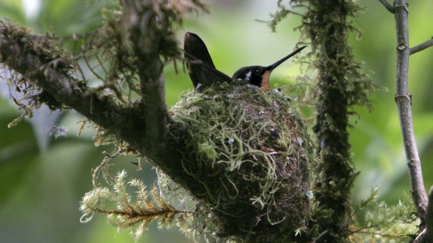 El diminuto nido de un colibrí montañés gorgimorado. (Andoni Canela)