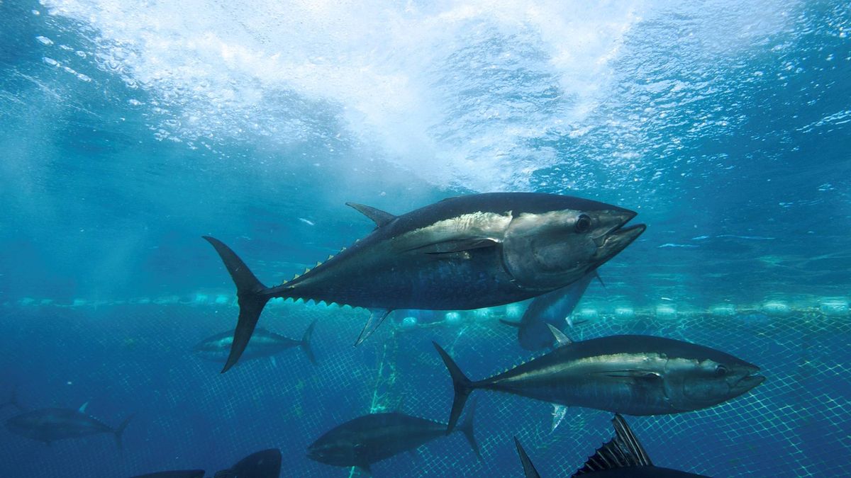 La Guardia Civil apunta a que la trama del atún rojo blanqueó dinero en inmuebles