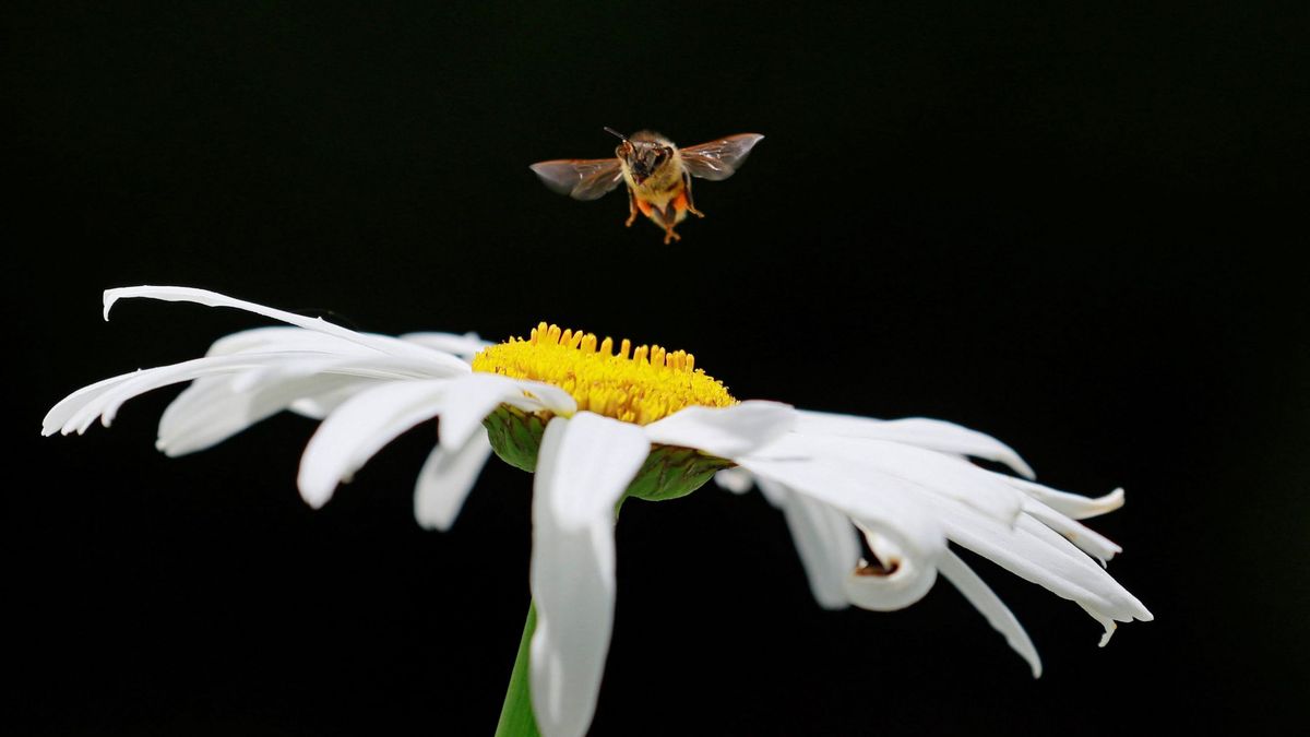 La agricultura se enfrenta a su gran amenaza: la falta de abejas