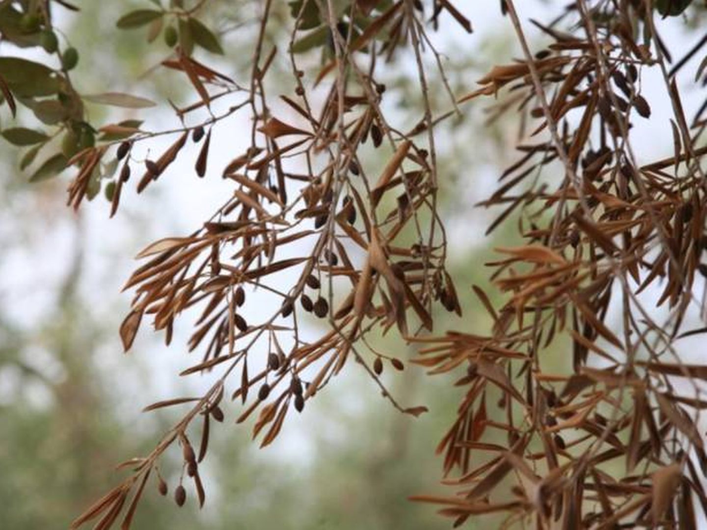 Ramas de olivo afectadas por la 'xylella fastidiosa'.