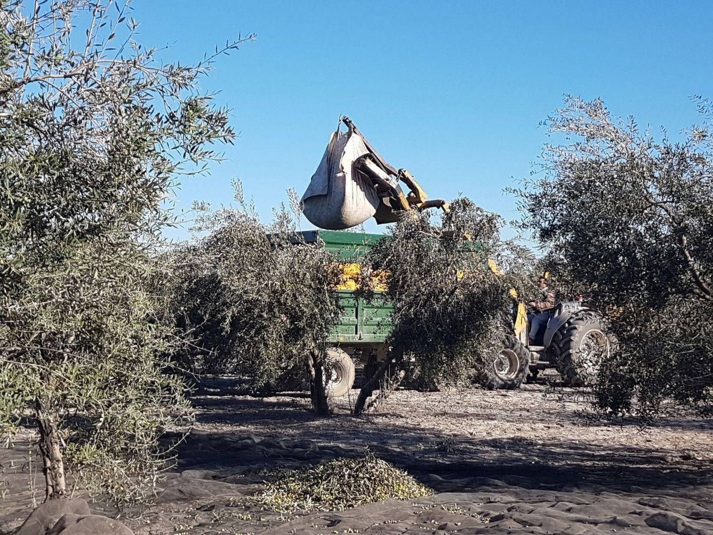Un tractor en la recogida de la aceituna en Andalucía. (EFE)
